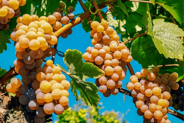 Les Français et les vins bio et labellisés en 2021 1