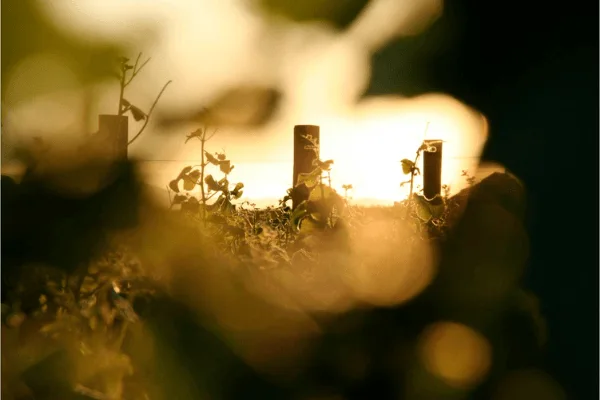 Les Français et les vins bio et labellisés en 2021 2