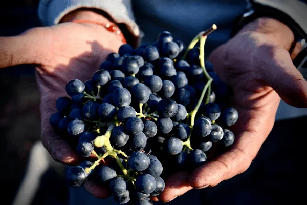 Les Français et le vin en 2021 4